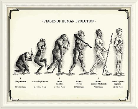 Stages Of Human Evolution Stock Illustration - Download Image Now ... 