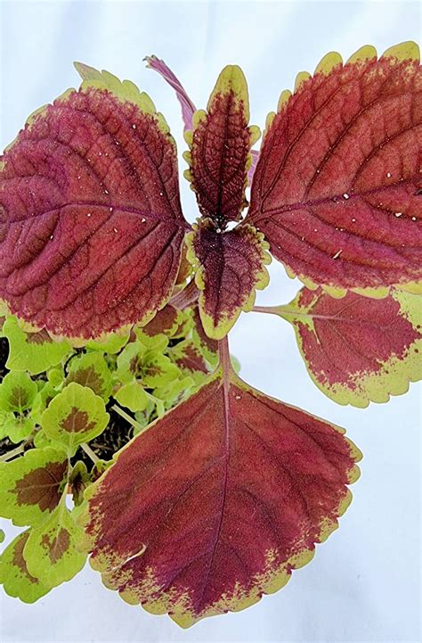 Coleus Ornamental Plant