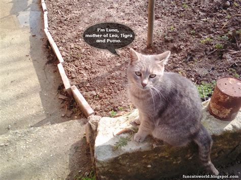 cats world  ogo bob luna cat