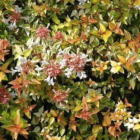 Broadleaf Evergreen Shrubs