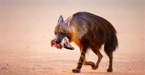 Hyena Teeth