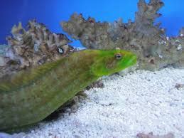 Green Wolf Eel Eel eel for sale online | Green Wolf Eel near me