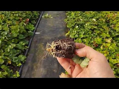 Вечные фоггеры(которые не забиваются) - YouTube