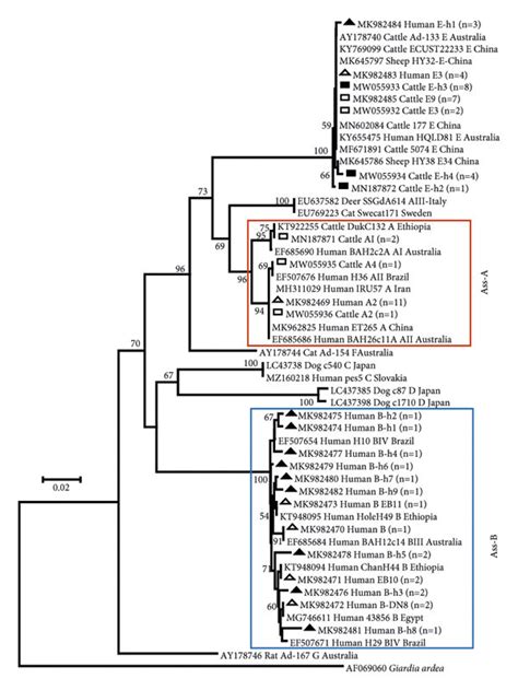 Phylogenetic Relationships Of G Duodenalis Isolates As Determined By