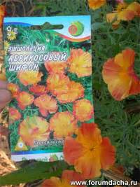 Как пикировать рассаду.