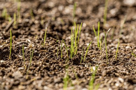 how long grass seed to sprout