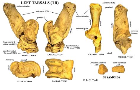 Bison Anatomy