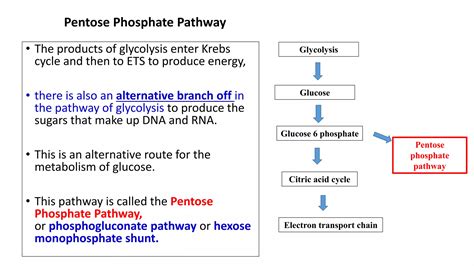 Pentose Phosphate Pathway Ppt