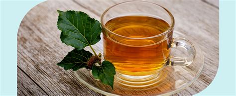 Mulberry Tea And Diabetes Klinio