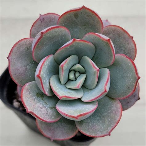 Echeveria Subcorymbosa Lau Korean Succulents