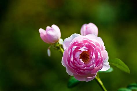Pink Photograph By Alex Rios Pixels