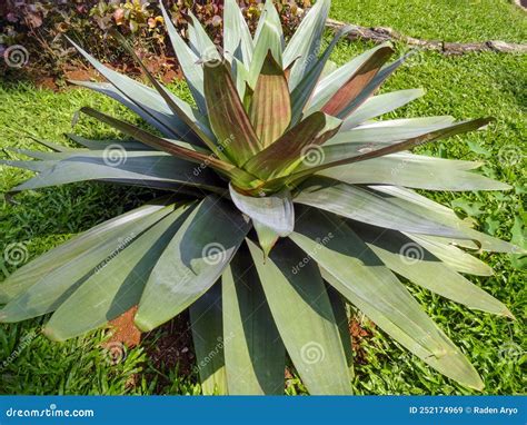 Bromelias Gigantes - Planta De Bromelias Gigantes Con Hojas Perfectas Imagen de archivo ...
