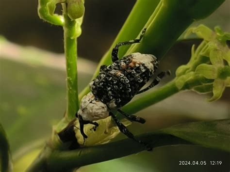 Eucryptorrhynchus Brandti From 江苏省苏州市姑苏区虎丘 On April 5 2024 At 1219 Pm