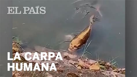 Pez Parecido A La Palta Descubre Todo Sobre Este Curioso Esp Cimen