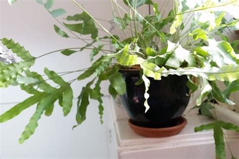 Флебодиум Давана Фото Уход — Картинки