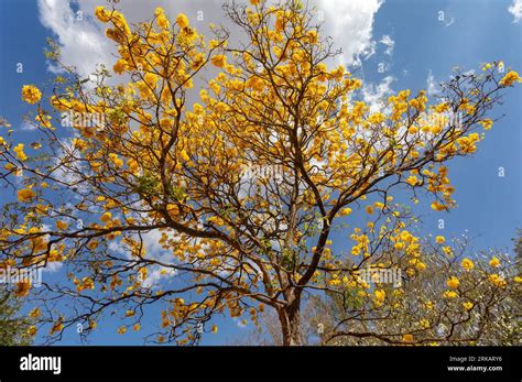 Natural Blooming Golden Trumpet Tree In Portuguese Ipe Amarelo