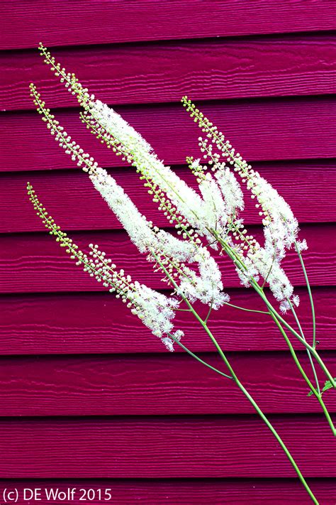 Black Cohosh | Hati and Skoll Gallery