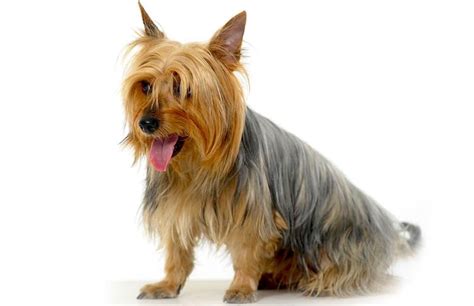 5 Things To Know About Silky Terriers
