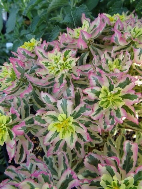 Молочай многоцветковый Euphorbia polyhroma First Blush Первый ...
