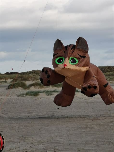 Kite Flying Cat Kites On The - Free photo on Pixabay