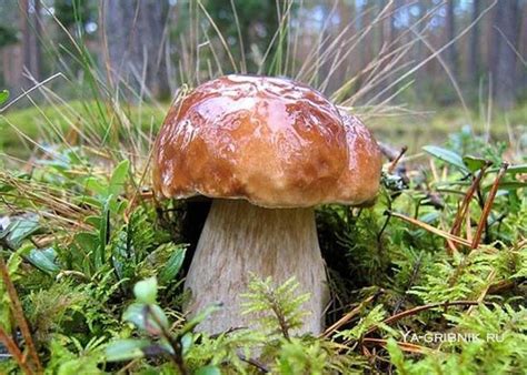 Белый гриб - описание, фото. Есть-ли опасный двойник белого гриба ...