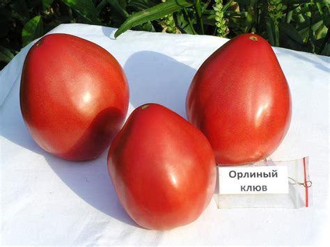 Томат Орлиный клюв: ОТЗЫВЫ (30), фото, урожайность, описание и ...