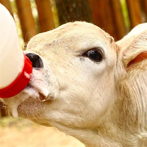 Which Sav A Caf® Milk Replacer Is Right For Your Calves