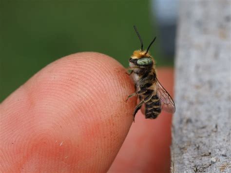 Megachile Rotundata Male Iyptalas Garden Flickr