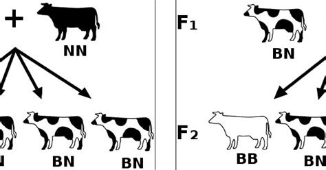 Herança Intermediaria - Biologia com Manoel: Co dominância, Herança Intermediária e Genes Letais
