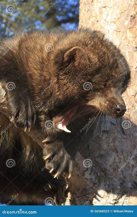 Porn Image Of Gigantic Boobs Flashing Open Mouth Nude Busty Jewelry My XXX Hot Girl