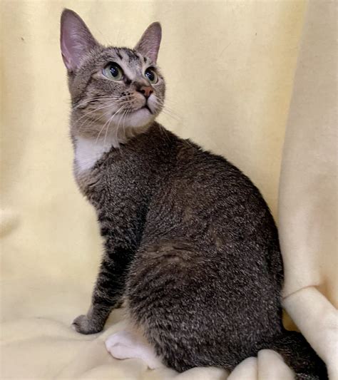 Pearl is adopted! | Happy Cats Haven
