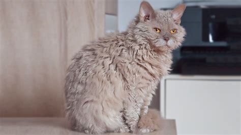 10 Cutest Cats With Curly Hair That Steal Your Heart - Petmoo