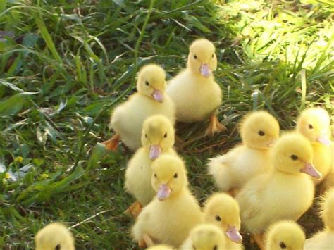 Yellow Duckling Willow Haven Farm