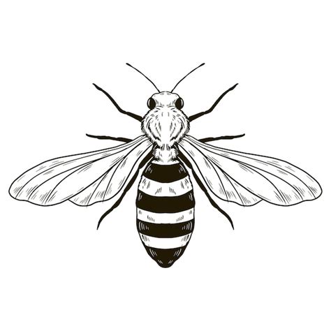 Illustration De Dessin D Abeille Dessin La Main Vecteur Premium