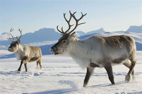Reindeer A Z Animals
