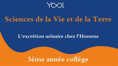 Lexcrétion Urinaire Chez Lhomme
