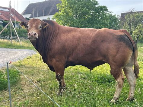 Der Schweizer Bauer: Prächtige Stiere zum Greifen nah