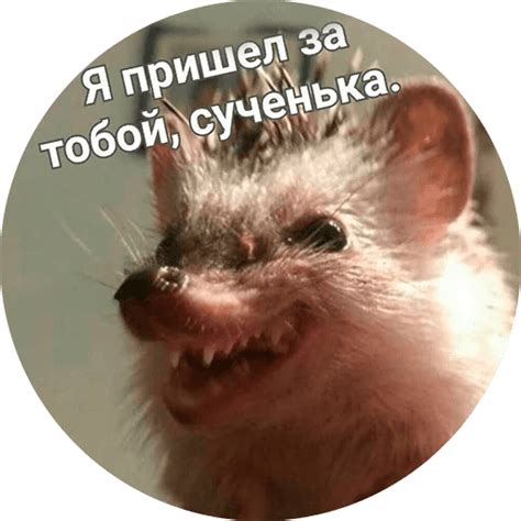 Набор стикеров для Telegram «? Упоротые ёжики» | Ежики, Смешные ...