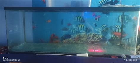 Akwarium Atman 150 oraz sump | Tarnobrzeg | Ogłoszenie na Allegro Lokalnie