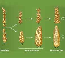 original corn plant ncmgx wordpress   nibble webzine  food