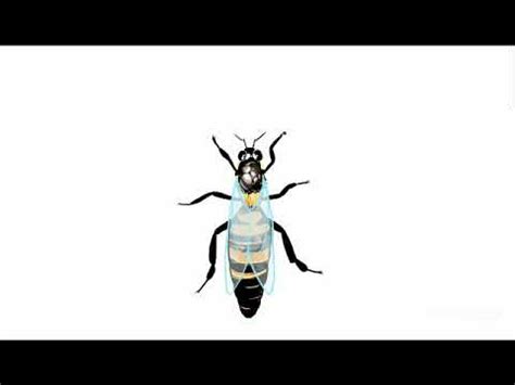 Animation Of Honey Bee Sex Determination YouTube