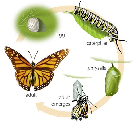 life cycle of a monarch butterfly : Biological Science Picture ...