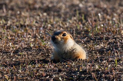 Большой суслик: описание, фото, ареал и среда обитания, питание ...