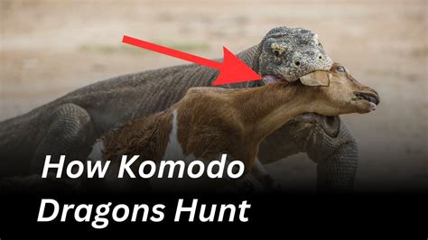 How Komodo Dragons Hunt: Predatory Behavior Unveiled - YouTube
