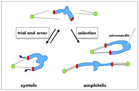 Tension Dependent Error Correction For Syntelic Kinetochore Microtubule