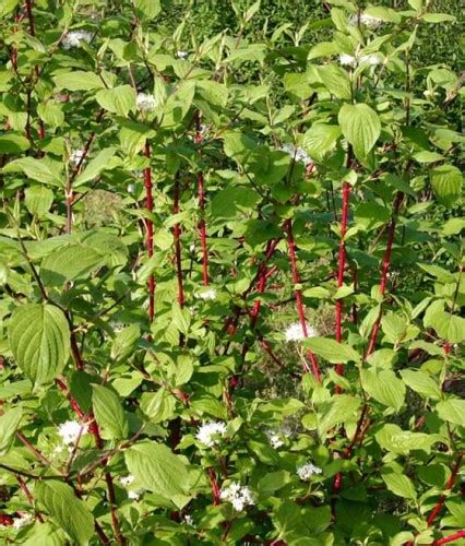 DEREŃ BIAŁY SIBIRICA W DONICY | drzewka-faworytka.pl