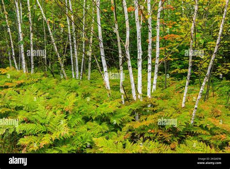 Birch Tree Trunks And Bracken Ferns Greater Sudbury Ontario Canada