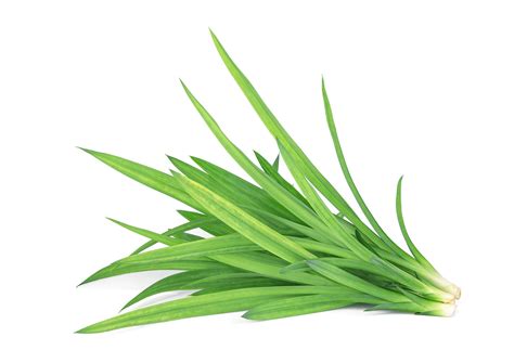 Pandan Leaf Flavouring for Food & Drink Industry - Stringer Flavour UK