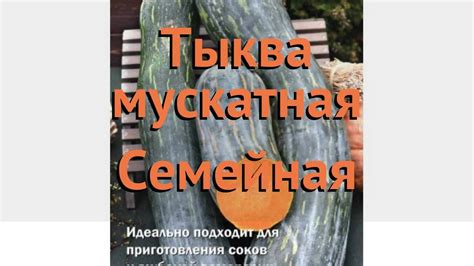 Тыква мускатная Семейная (semeynaya) 🌿 тыква Семейная обзор: как сажать ...