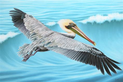 Flying Pelican Painting By Tish Wynne Fine Art America